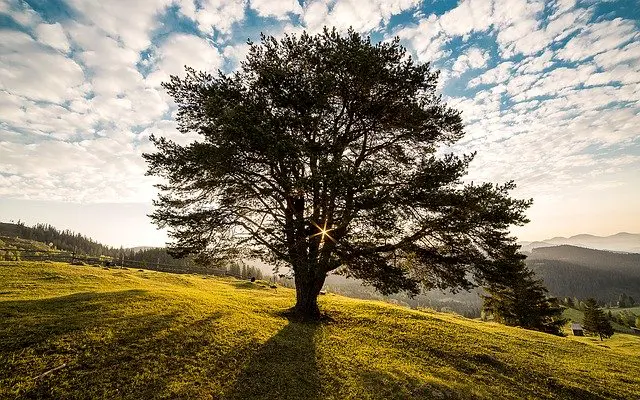 tree 338211 640